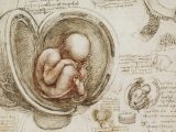 #leonardodavinci - Download the Sublime Anatomy Drawings of Leonardo da Vinci: Available Online, or in a Great iPad App - @Open Culture Artes & contextos download the sublime anatomy drawings