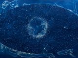 Your Body is a Space That Sees: Artist Lia Halloran ’s Stunning Cyanotype Tribute to Women in Astronomy - @brainpickings Artes & contextos Lia Halloran III