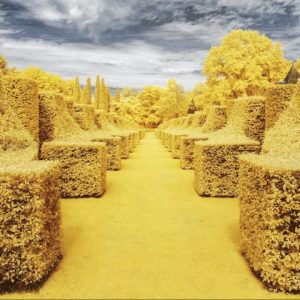 Infrared Photographs by Pierre-Louis Ferrer Capture French Landscapes in Bright Yellow Hues0 (0)