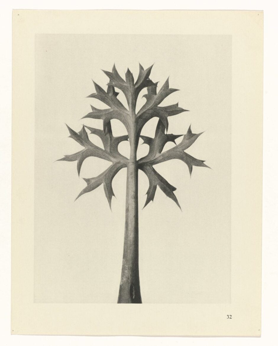 KARL BLOSSFELDT - URFORMEN DER KUNST (FORMAS DE ARTE NA NATUREZA) - 1928 Artes & contextos Karl Blossfeldt Art Forms in Nature 10 1 e1665708828542