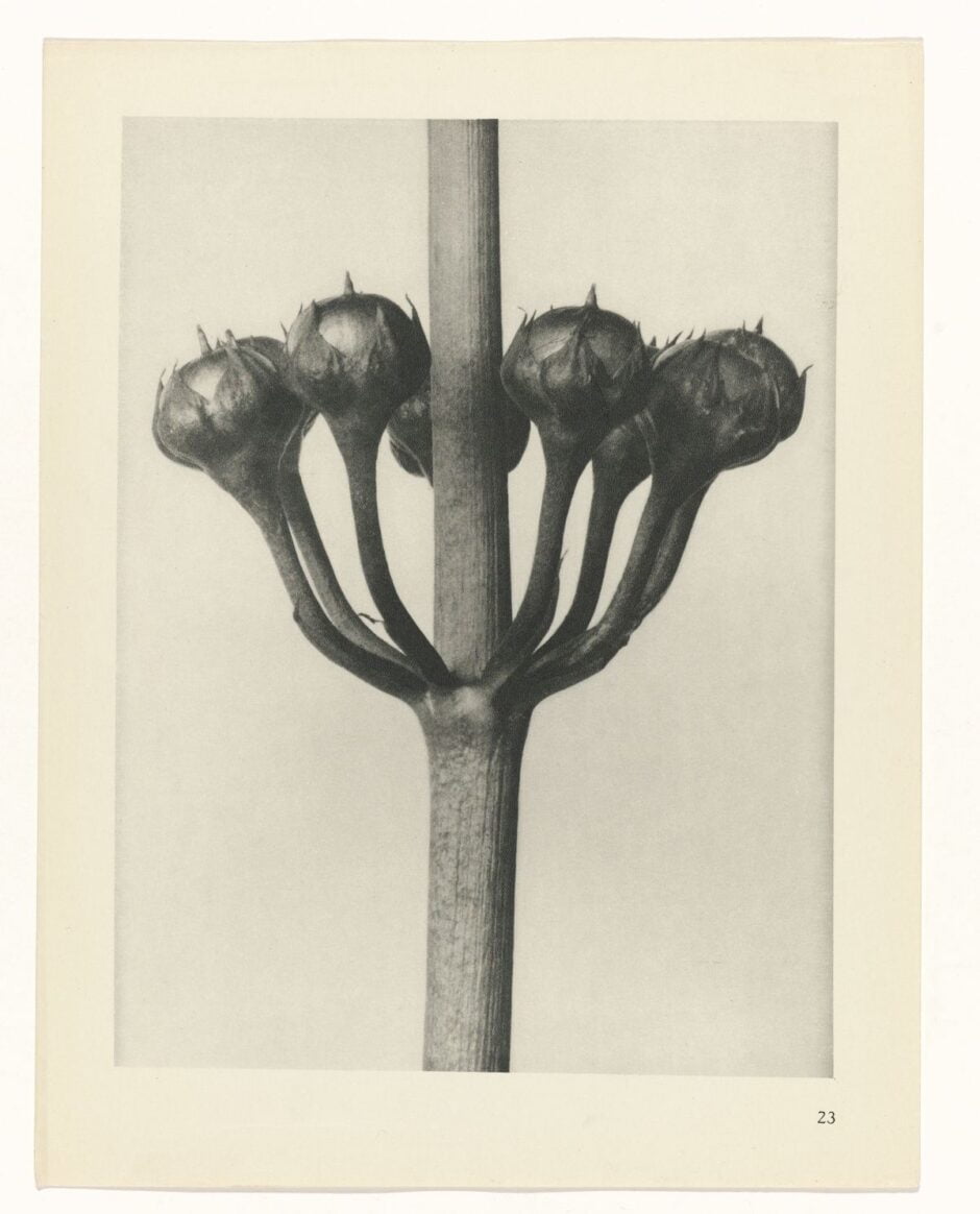 KARL BLOSSFELDT - URFORMEN DER KUNST (FORMAS DE ARTE NA NATUREZA) - 1928 Artes & contextos Karl Blossfeldt Art Forms in Nature 11 1 e1665708842321