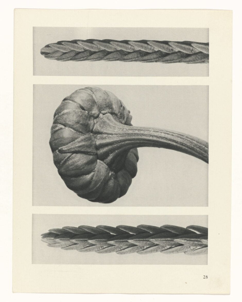 KARL BLOSSFELDT - URFORMEN DER KUNST (FORMAS DE ARTE NA NATUREZA) - 1928 Artes & contextos Karl Blossfeldt Art Forms in Nature 13 1 e1665708874214