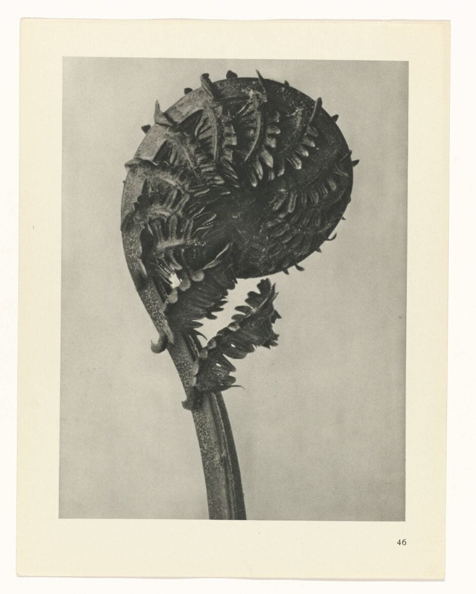 KARL BLOSSFELDT - URFORMEN DER KUNST (FORMAS DE ARTE NA NATUREZA) - 1928 Artes & contextos Karl Blossfeldt Art Forms in Nature 15 1 e1665708718973