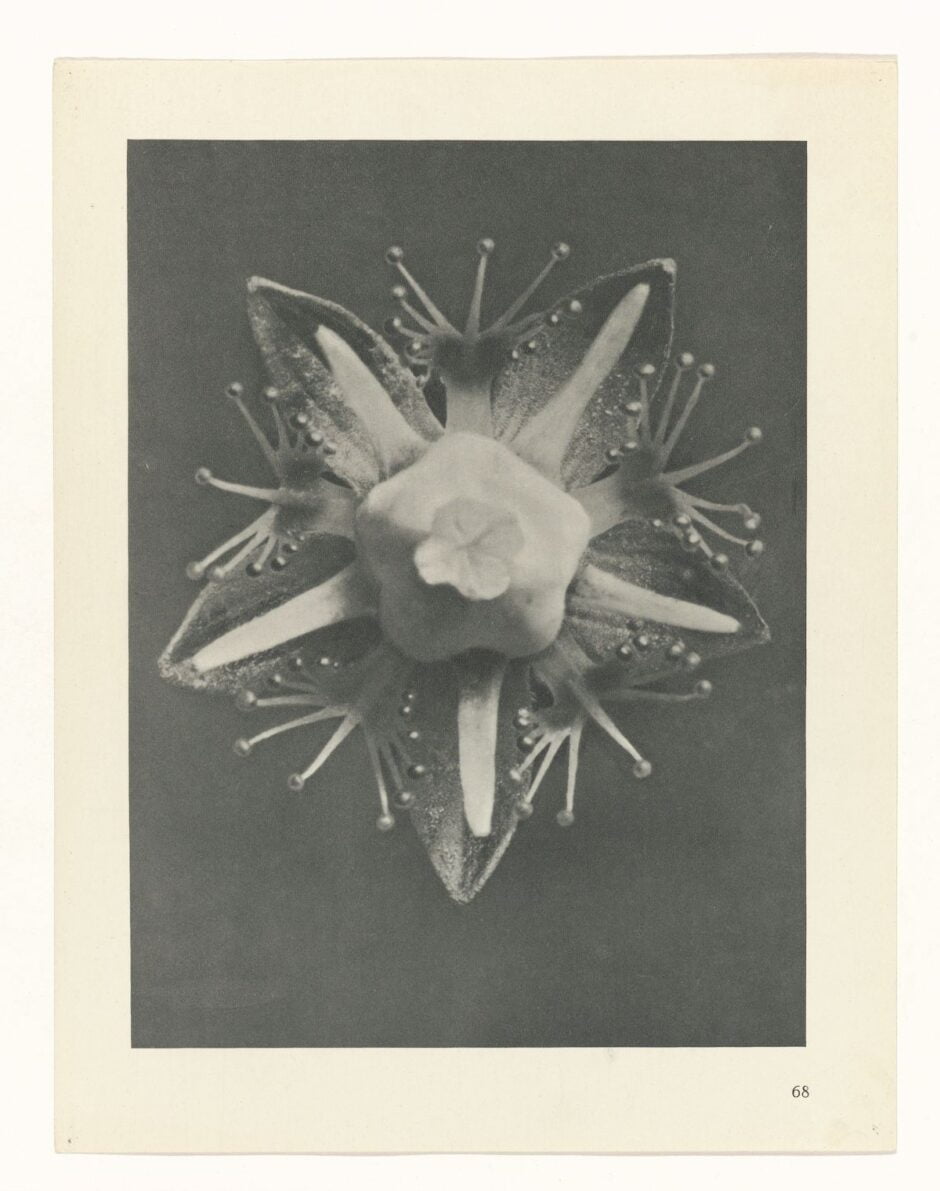 KARL BLOSSFELDT - URFORMEN DER KUNST (FORMAS DE ARTE NA NATUREZA) - 1928 Artes & contextos Karl Blossfeldt Art Forms in Nature 16 1 e1665710402740