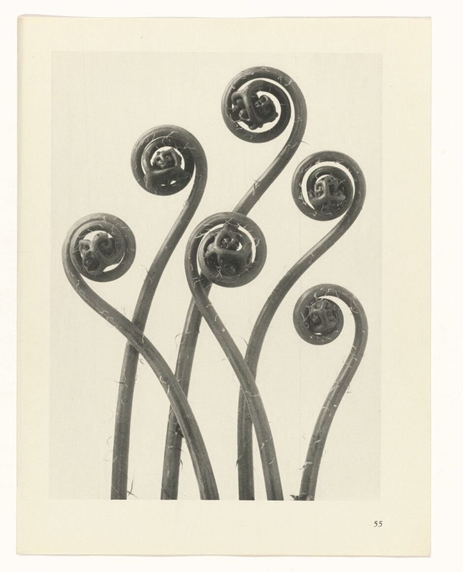 KARL BLOSSFELDT - URFORMEN DER KUNST (FORMAS DE ARTE NA NATUREZA) - 1928 Artes & contextos Karl Blossfeldt Art Forms in Nature 21 e1665709453493