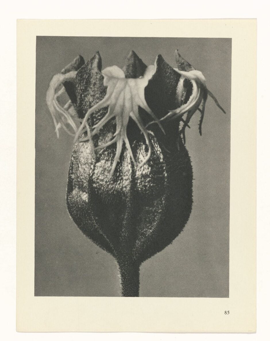 KARL BLOSSFELDT - URFORMEN DER KUNST (FORMAS DE ARTE NA NATUREZA) - 1928 Artes & contextos Karl Blossfeldt Art Forms in Nature 5 e1665709472736