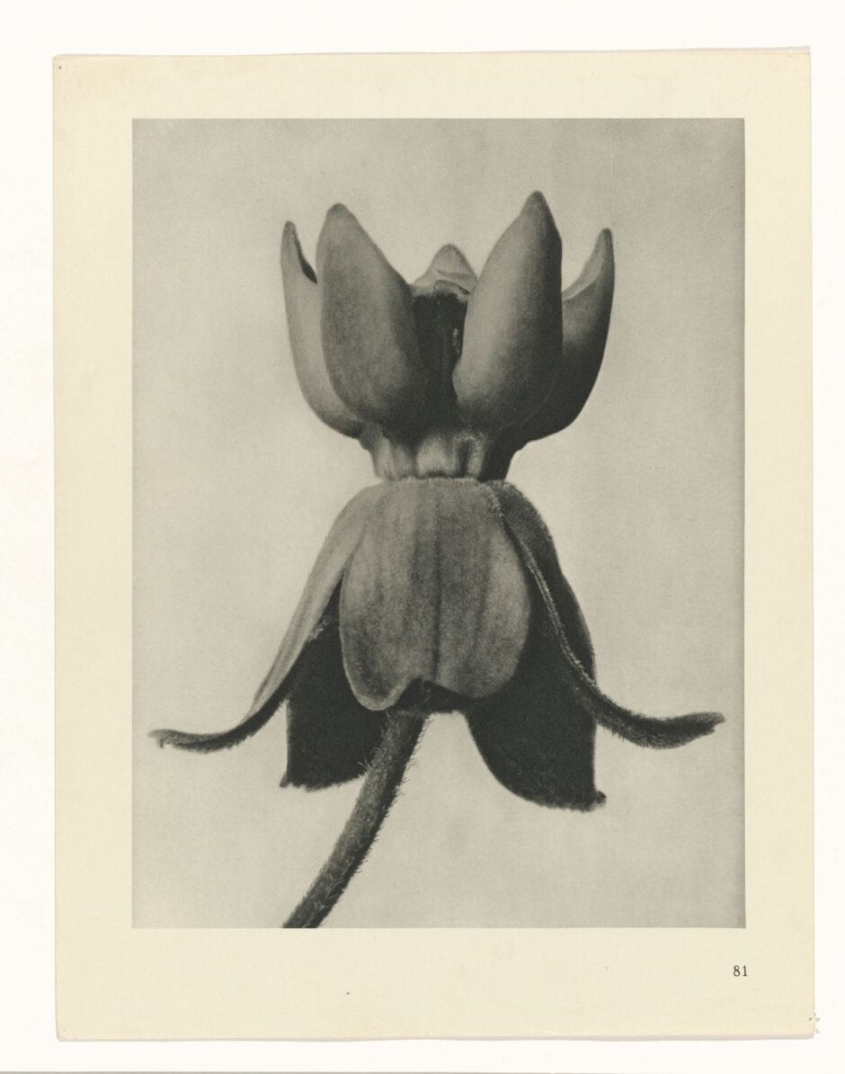 KARL BLOSSFELDT - URFORMEN DER KUNST (FORMAS DE ARTE NA NATUREZA) - 1928 Artes & contextos Karl Blossfeldt Art Forms in Nature 9 1 e1665708801668