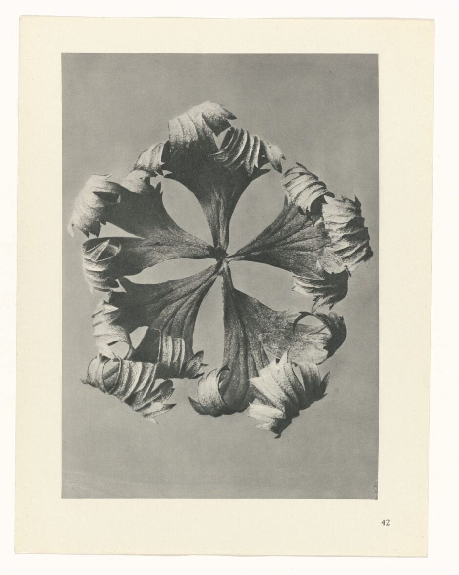 KARL BLOSSFELDT - URFORMEN DER KUNST (FORMAS DE ARTE NA NATUREZA) - 1928 Artes & contextos Karl Blossfeldt Art Forms in Nature e1665709500438